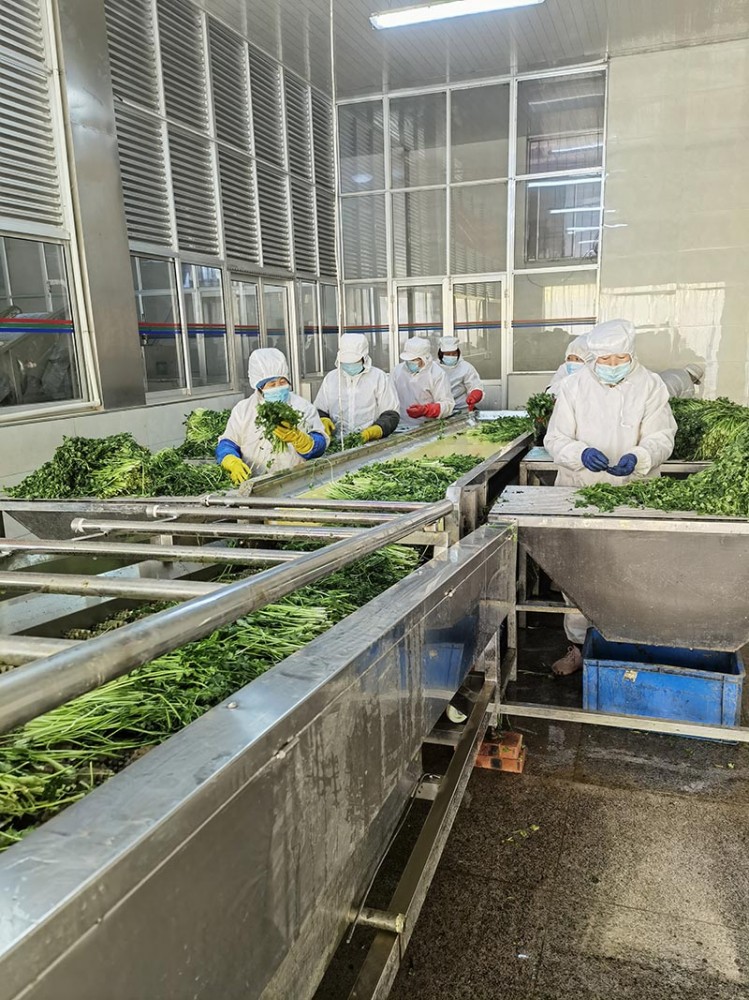 脫水香菜系列