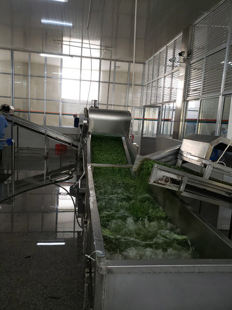脫水香菜系列2
