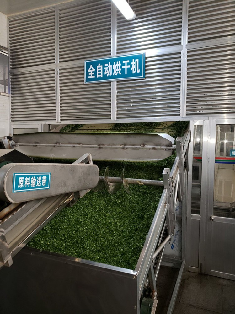 脫水香菜系列3